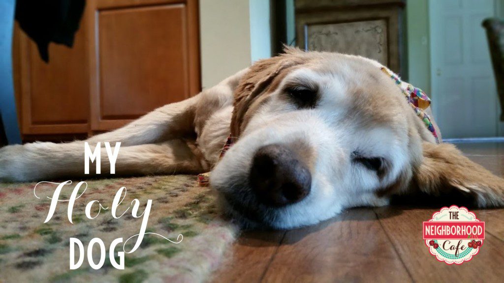 My Holy Dog