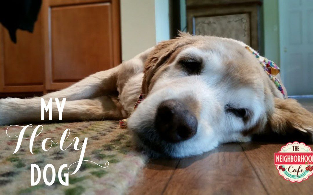 My Holy Dog